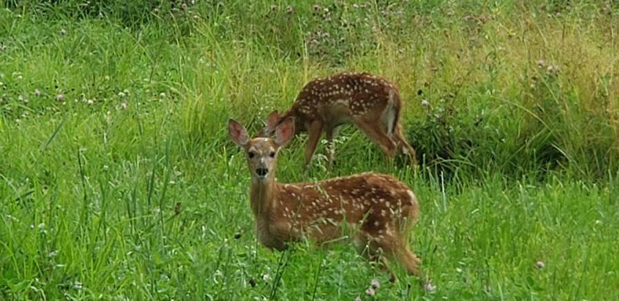 Wildlife and scenery